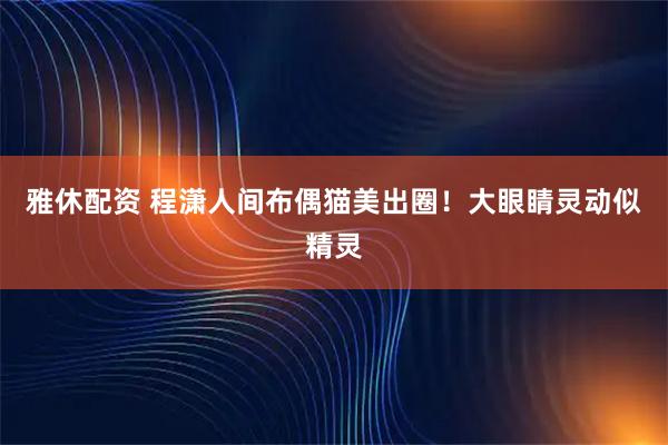 雅休配资 程潇人间布偶猫美出圈！大眼睛灵动似精灵